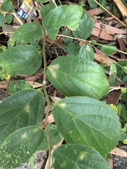 Cotachena histricalis