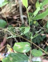 Cotachena histricalis