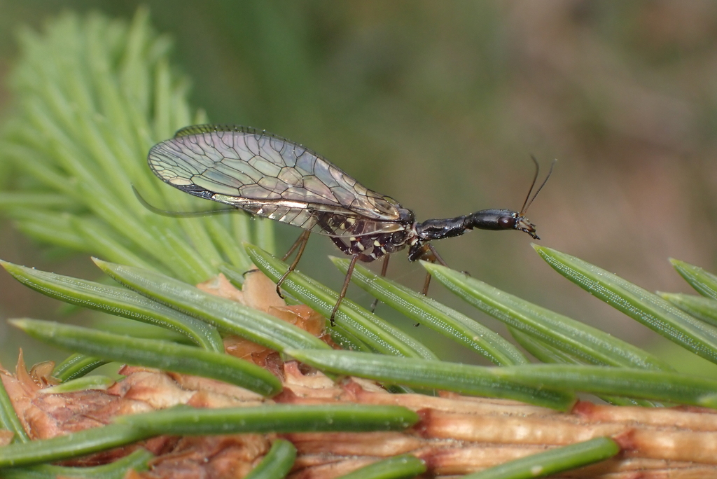 oak snakefly from Salo, Suomi on May 28, 2023 at 05:36 PM by Mika E ...
