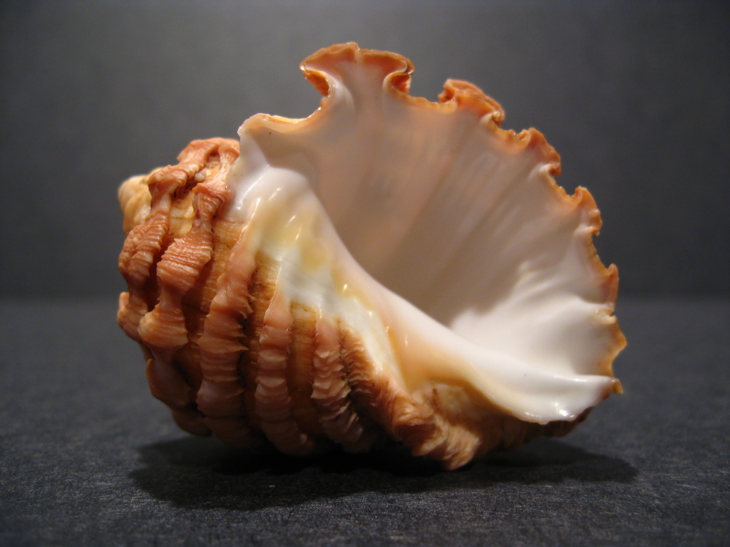 Neorapana