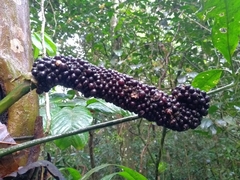 Anthurium sinuatum