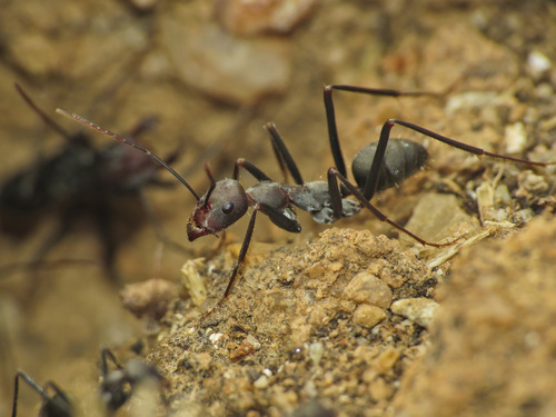 西班牙箭蚁Cataglyphis hispanica