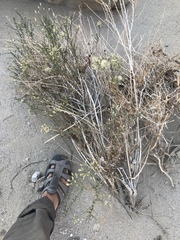 Baccharis brachyphylla