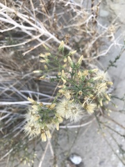 Baccharis brachyphylla