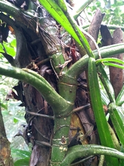 Anthurium sinuatum