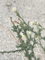 Baccharis brachyphylla
