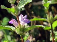 Hygrophila pogonocalyx