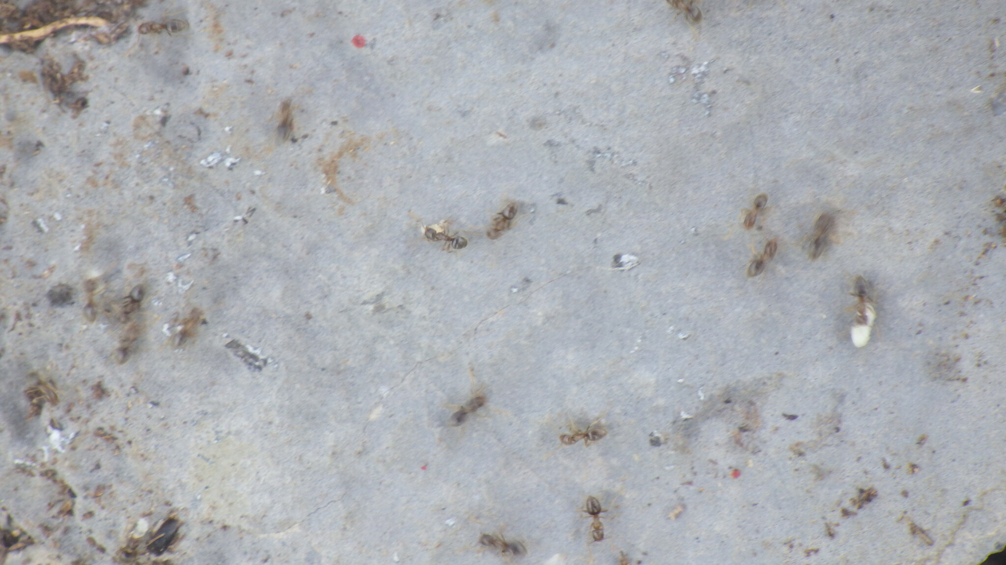 Bothriomyrmex corsicus