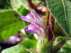 Hygrophila pogonocalyx