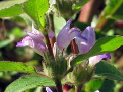 Hygrophila pogonocalyx
