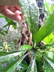 Anthurium sinuatum