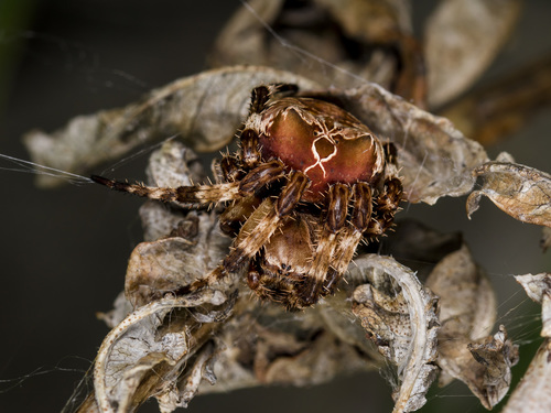 Araneus grossus