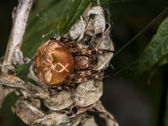 Araneus grossus