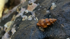 Ocenebrinae