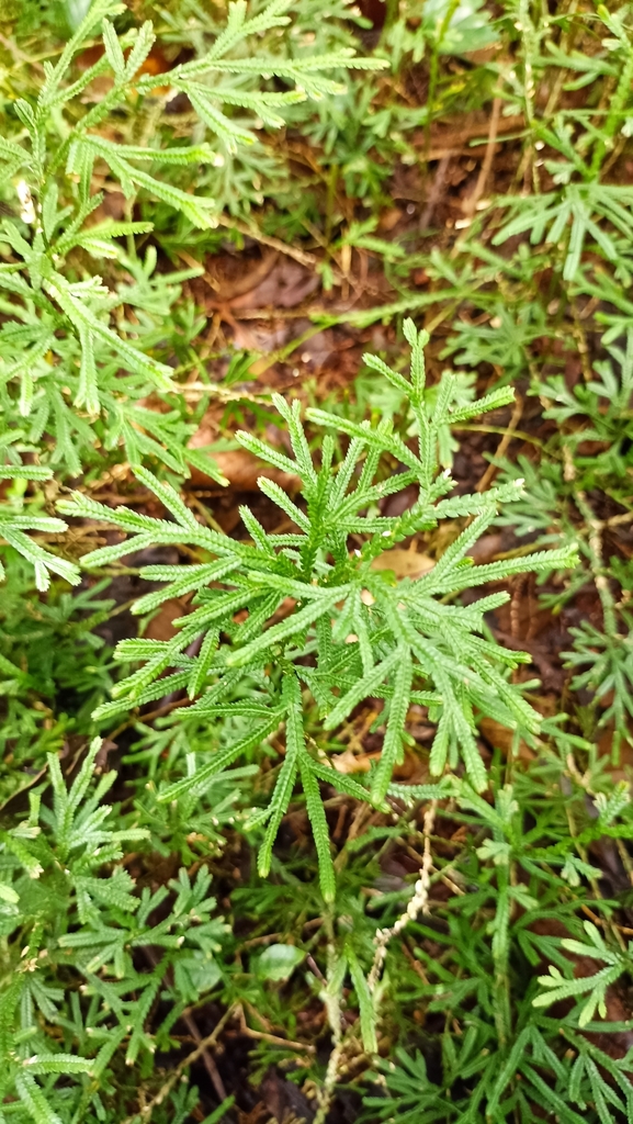 Diphasiastrum thyoides from Villavicencio, Meta, Colombia on May 28