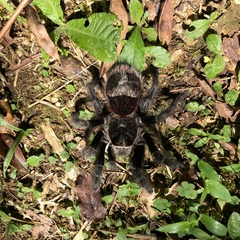 Grammostola