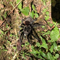 Grammostola