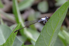 Agriocnemis femina