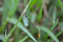 Agriocnemis femina