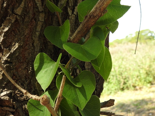 Image of Cissampelos pareira by (c) Eduardo Luis Beltrocco, some rights reserved (CC BY)