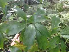 Melicytus macrophyllus