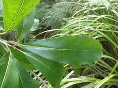 Melicytus macrophyllus