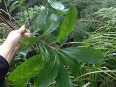 Melicytus macrophyllus