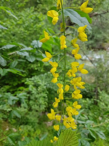 Image of Laburnum alpinum by (c) Lorenz Baldauf, some rights reserved (CC BY)