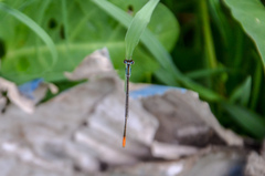 Agriocnemis femina