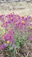 Senecio conyzifolius