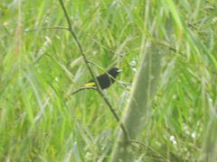 Ramphocelus flammigerus icteronotus