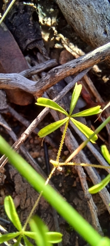 Image of Oxalis engleriana by (c) Danie Palm, some rights reserved (CC BY)