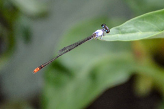 Agriocnemis femina