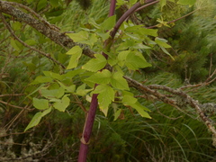 Angelica lucida