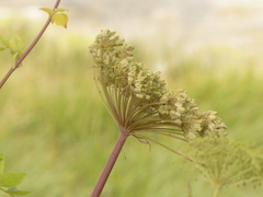 Angelica lucida