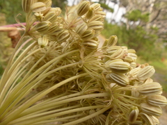 Angelica lucida