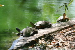 Trachemys decussata