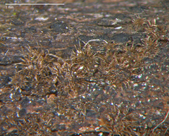 Echinosphaeria strigosa