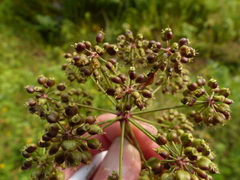 Cicuta douglasii