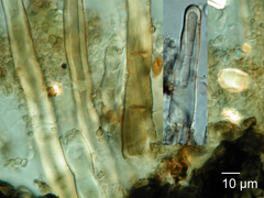 Echinosphaeria strigosa