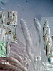 Echinosphaeria strigosa