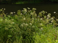 Cicuta douglasii
