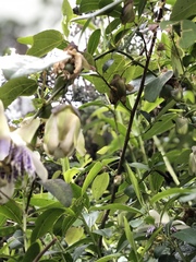 Passiflora actinia