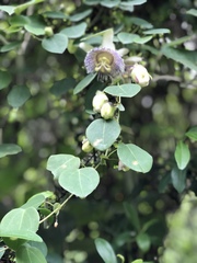 Passiflora actinia