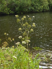 Cicuta douglasii