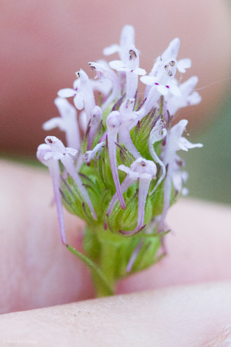 Plectritis ciliosa ssp. ciliosa