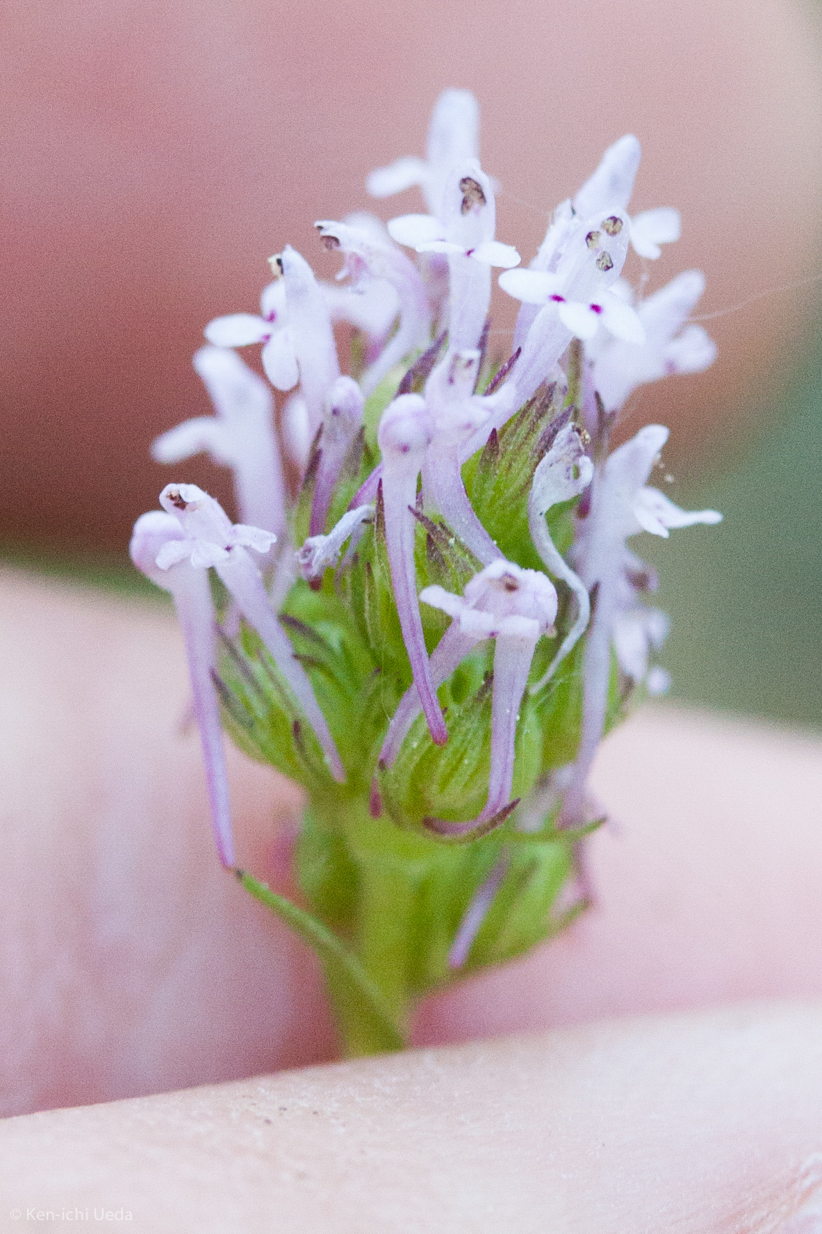 Plectritis ciliosa ssp. ciliosa