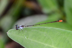 Agriocnemis femina
