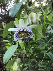 Passiflora actinia