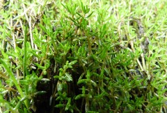 Crassula sinclairii